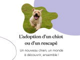 Vous adoptez bientôt un chiot ou rescapé? Ce service est pour vous! Je vous accompagne avant et après l'adoption pour que vous soyez prêt à l'accueillir comme un pro. Selon vos besoins, nous créerons ensemble un plan d'éducation pour bâtir votre relation, à son rythme, et partir de la bonne patte!