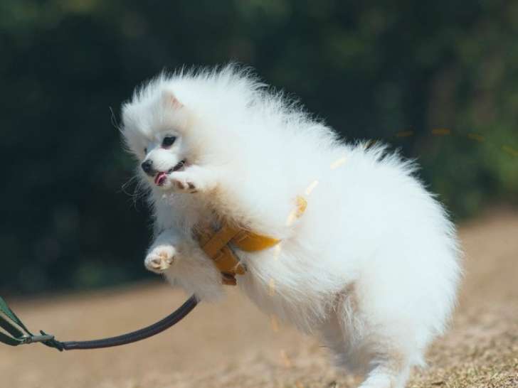 Cat'canin