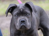 CSE Canin