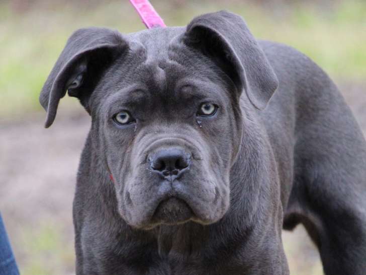 CSE Canin