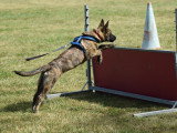 CSE Canin