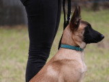 CSE Canin