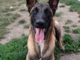 Educa Dog