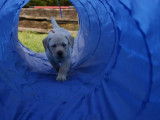 Educa Dog