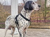 Les Animaux Des Dômes