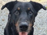 Doudou ,un fidéle client du taxi Canin