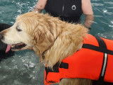 Aqua-Dog