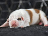 Sweet Dream Of Maness
