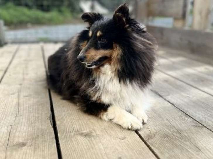 Felin&rsquo;s pour l&rsquo;Autre