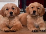 Les Goldens d'Azur