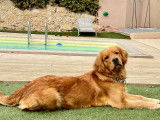 Les Goldens d'Azur