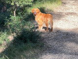 Les Goldens d'Azur