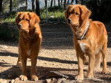 Les Goldens d'Azur