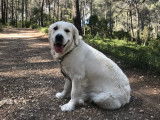 Les Goldens d'Azur