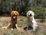 Les Goldens d'Azur