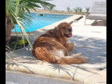 Les Goldens d'Azur