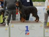 Réunion des Amateurs de Setters Gordon