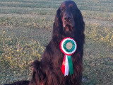 Réunion des Amateurs de Setters Gordon