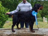 Réunion des Amateurs de Setters Gordon