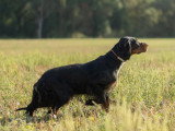 Réunion des Amateurs de Setters Gordon