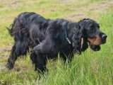 Réunion des Amateurs de Setters Gordon