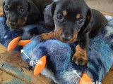 Chiots noir et feu