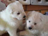The Paradise Of The White Wolves
