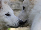 The Paradise Of The White Wolves