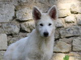 The Paradise Of The White Wolves