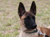 CSE Canin