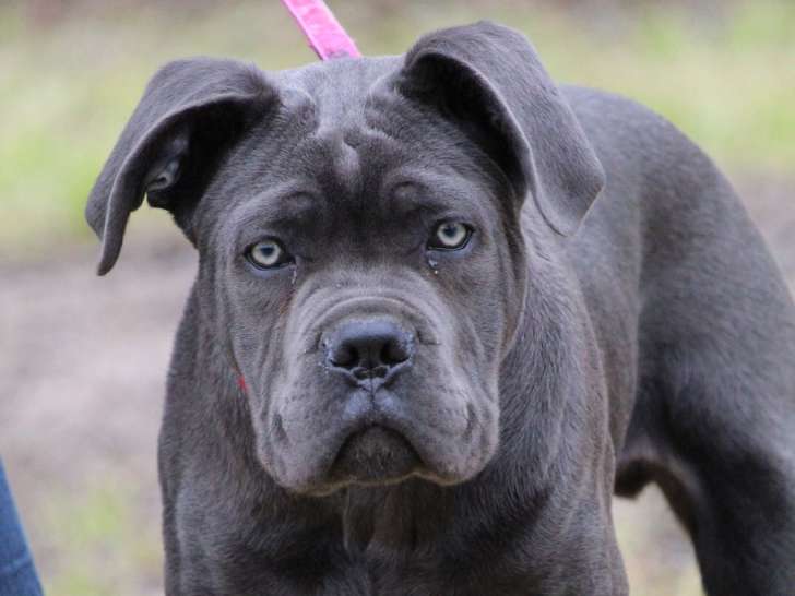 CSE Canin