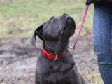 CSE Canin