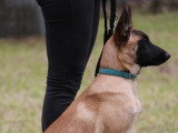 CSE Canin
