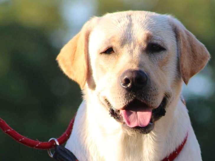 Educa Dog