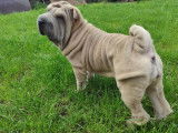 Shar-Pei Club Belgium