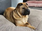 Shar-Pei Club Belgium