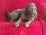 Shar-Pei Club Belgium