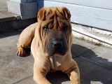 Shar-Pei Club Belgium