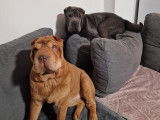 Shar-Pei Club Belgium