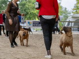Shar-Peï Club de France