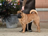 Shar-Peï Club de France