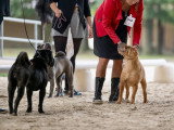 Shar-Peï Club de France