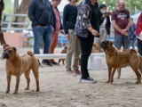 Shar-Peï Club de France