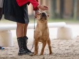 Shar-Peï Club de France