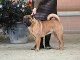 Shar-Peï Club de France
