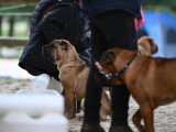 Shar-Peï Club de France