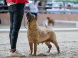 Shar-Peï Club de France