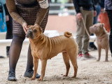 Shar-Peï Club de France