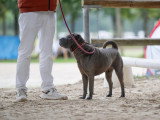Shar-Peï Club de France