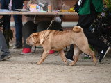 Shar-Peï Club de France